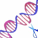 ゲノム編集技術の特許調査