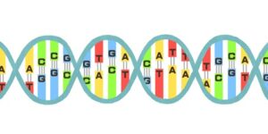 遺伝子の配列（バイオ特許）